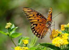 monarch butterfly